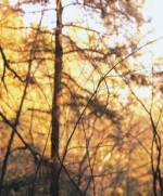 family reunion cabins.